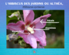 l'hibiscus des jardins ou l'arbre à mauves
