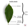 limbe d'une feuille simple