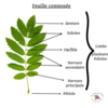 limbe d'une feuille composée