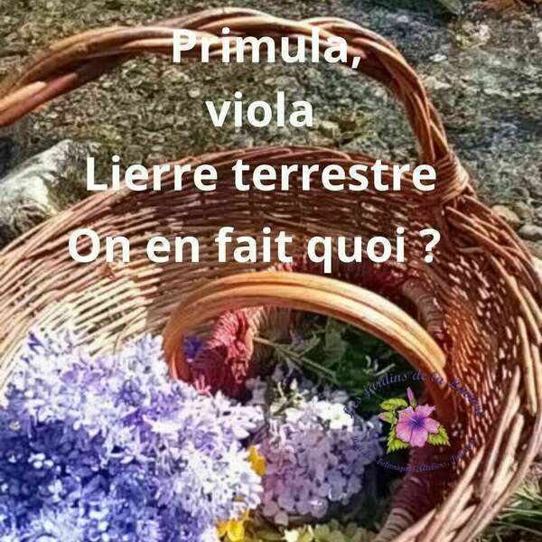 Sirop de Primevères et de Violettes