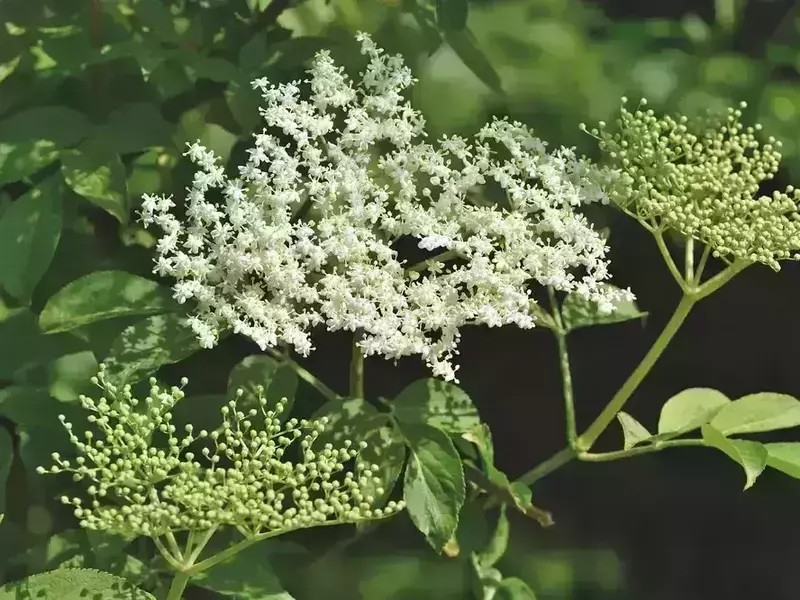 fleur-de-sureau-bienfaits-2_1000x