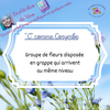 le corymbe