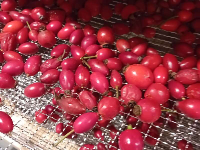 Le Cynorrhodon, la Vitamine C à l'état sauvage