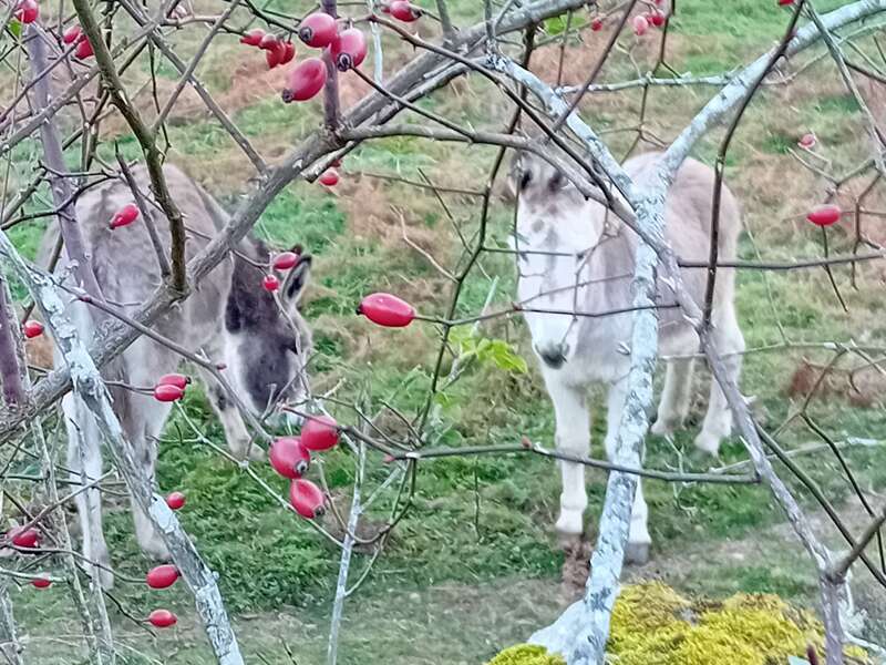Le Cynorrhodon, fruit vraiment sauvage