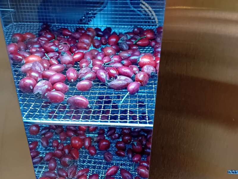 Le Cynorrhodon dans son séchoir 