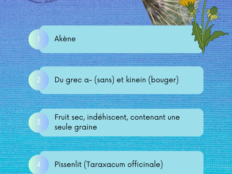 akene_1_