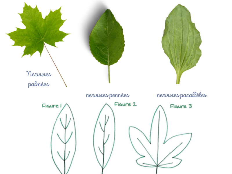 le_p_tit_dico_de_vero__4_