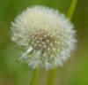 papus, aigrettes de Pissenlit