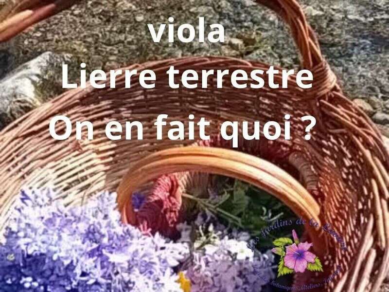 si_vous_voulez_savoir_ce_que_fait_avec_ses_plantes_inscrivez-vous_a_ma_news_letter__publication_instagram_