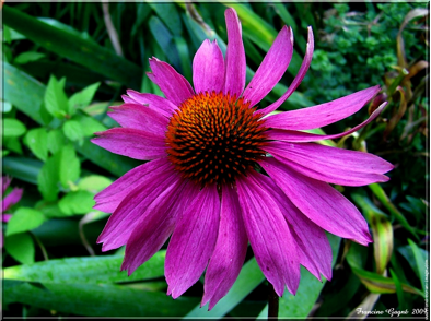 L’Echinacée