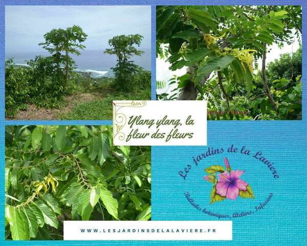 Qu'est-ce que l'Ylang-ylang?