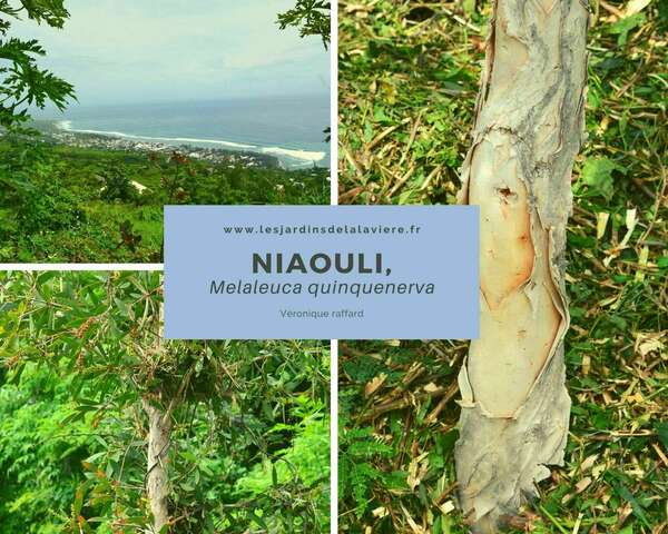 Le Niaouli, Huile essentielle et autres utilsations