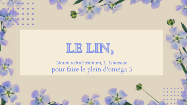 Le Lin, Linum usitatissimum L Linaceae
