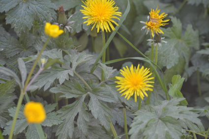 Le Pissenlit, Dent-de-lion, Chopine etc.…