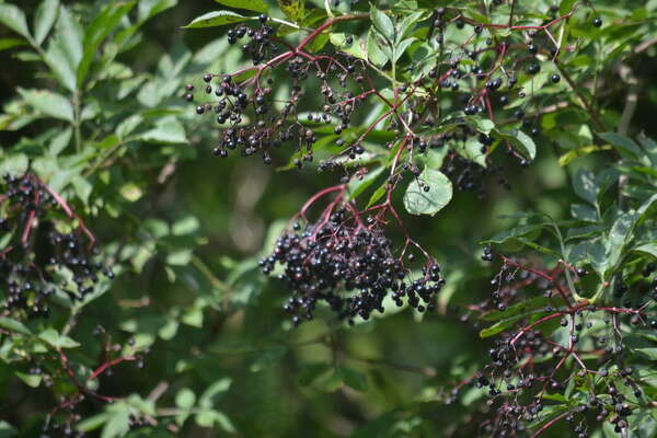 Nous avons dit Sureau… mais lequel ?