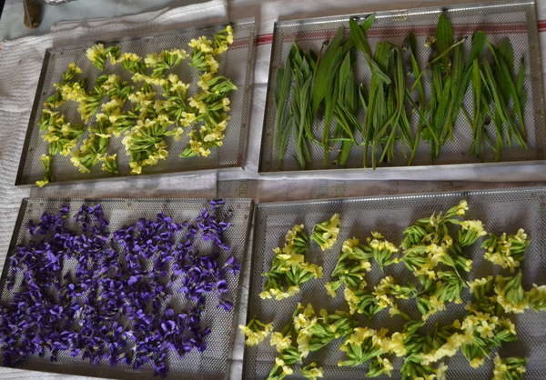 Petite récolte de printemps