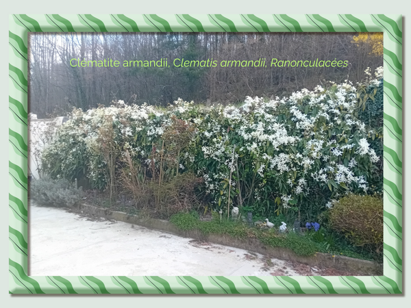 Clématite persistante