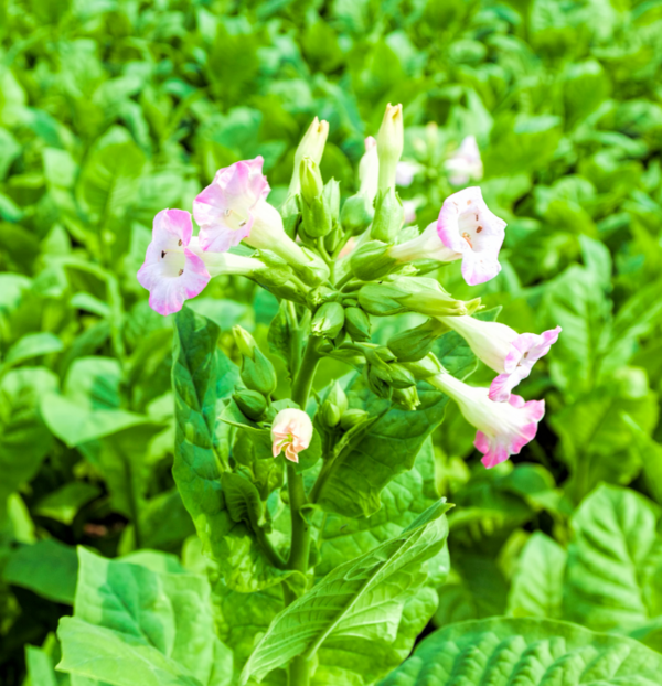 Le Tabac est une plante médicinale