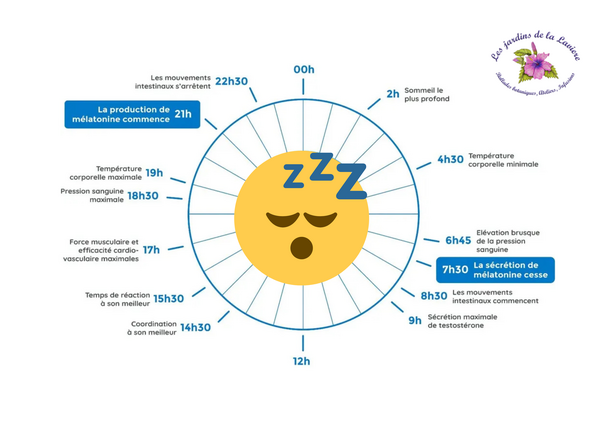 Les cycles du sommeil