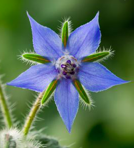 LA BOURRACHE, Une jolie fleur amie de votre peau