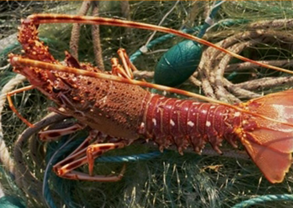 Ouste, dans l'avion la langouste!