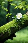 sophronature apaisante en pleine nature