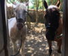 Mouvement du cheval au pas