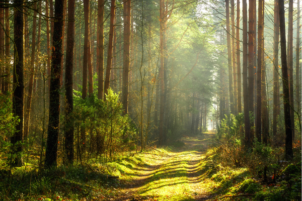 La foret : Un placement d’avenir