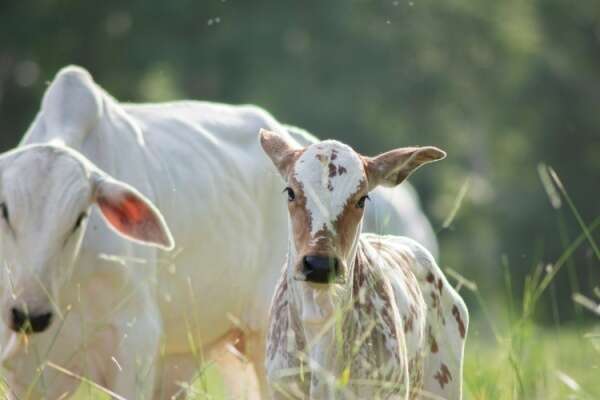 Visites sanitaires obligatoires pour la filière bovine : une expérimentation mise en place !