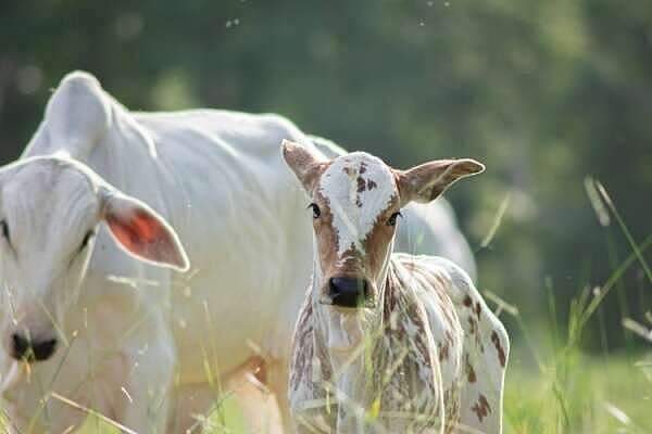 Visites sanitaires obligatoires pour la filière bovine : une expérimentation mise en place !
