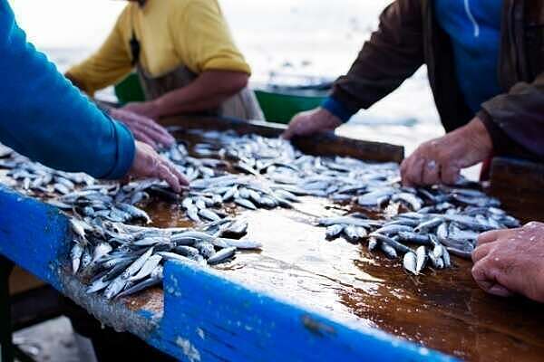 Pêcheurs, antériorités et sous-quotas : quelques modifications !