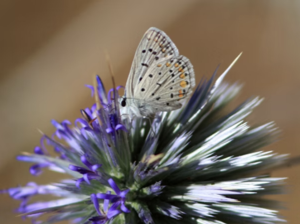 Comment mettre notre intuition au centre de notre vie ?