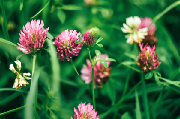 Comment la phytothérapie peut-elle vous aider à mieux vivre la périménopause et la ménopause ?