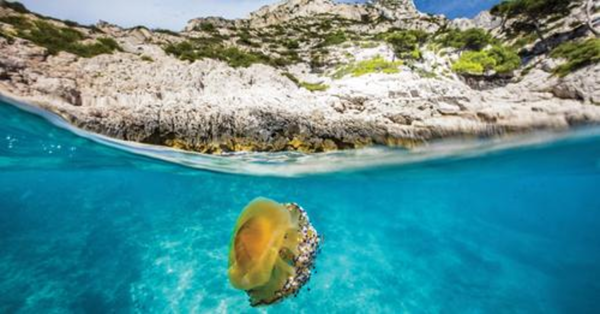 Inauguration à Marseille du Congrès mondial de la nature de l’UICN