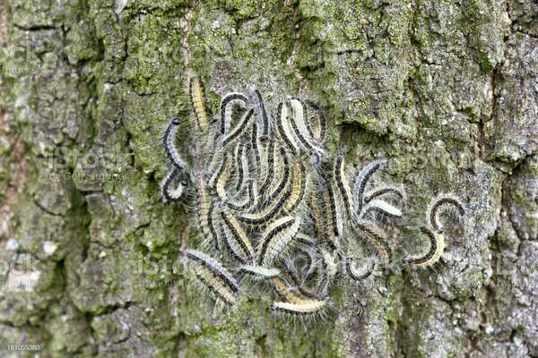Qu'est ce qu'une chenille processionnaire ? 
