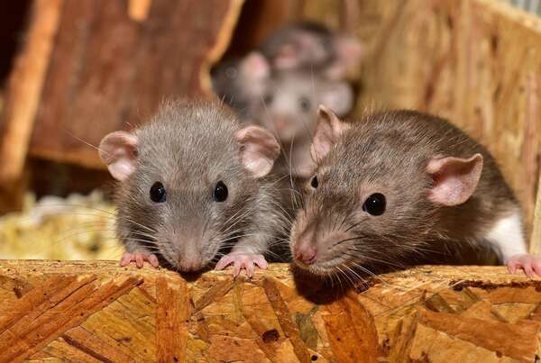 Grèves des éboueurs : quels sont les risques liés aux rats  ?