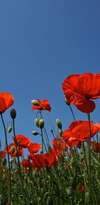 Coquelicot