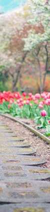 Chemin fleuri