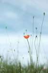 Chemin fleuri