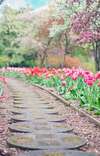 Chemin fleuri