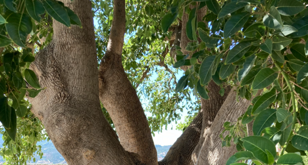 La médiation est-elle une nouveauté ? par Laura VIAUT Actu-juridique du 23 février 2022 - LEXTENSO