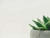Plante succulente verte en pot en béton gris illustrant la section tarifs des consultations