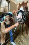 Dentisterie équine avec Horse Care