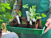 Entretien de jardin