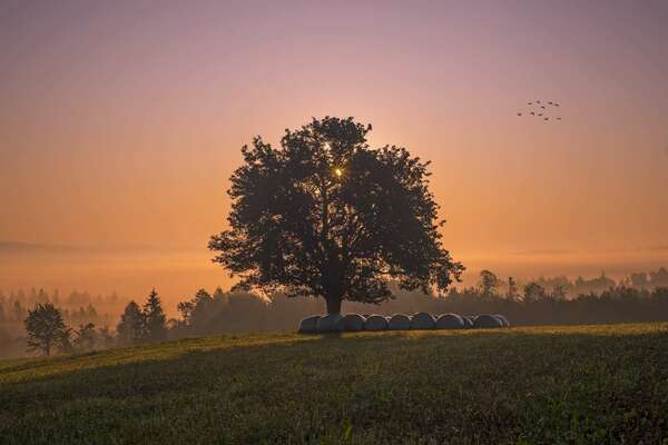 Métaphore de l'inconscient, arbre au milieu d'un champ