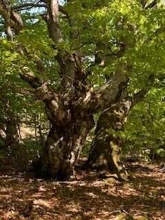 80667ed0-2f5b-4606-abfa-bf623fce1c87_4_5005_c