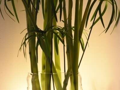 070o6uxkrj_1595863160