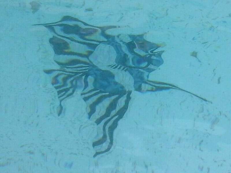 poisson_piscine__maux_briare_4