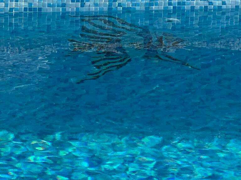 poisson_piscine__maux_briare_5