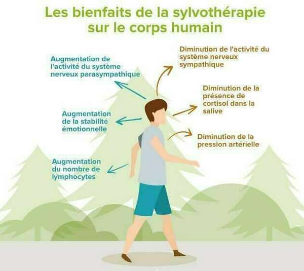 Pourquoi aller en forêt?